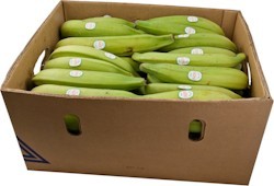 Grüne Kochbananen, Plantain 18kg Box