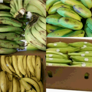 Kochbanane / Plantains/ Matoke / Apim / Banane