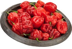 Red Hot Pepper Habanero Chilischote Piment Pilli-Pilli 3,6kg Box