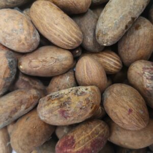 Bitter Cola Nuts 500g aus Kamerun