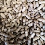 Fresh Peanuts , Arachide fraiche, Frische Erdnüsse 1kg